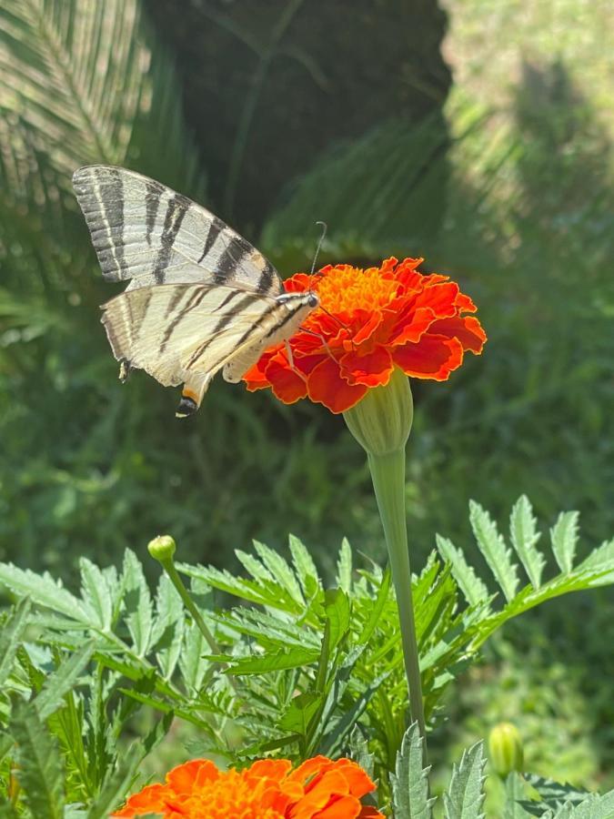 Villetta Le Costiere Massa Lubrense Dış mekan fotoğraf